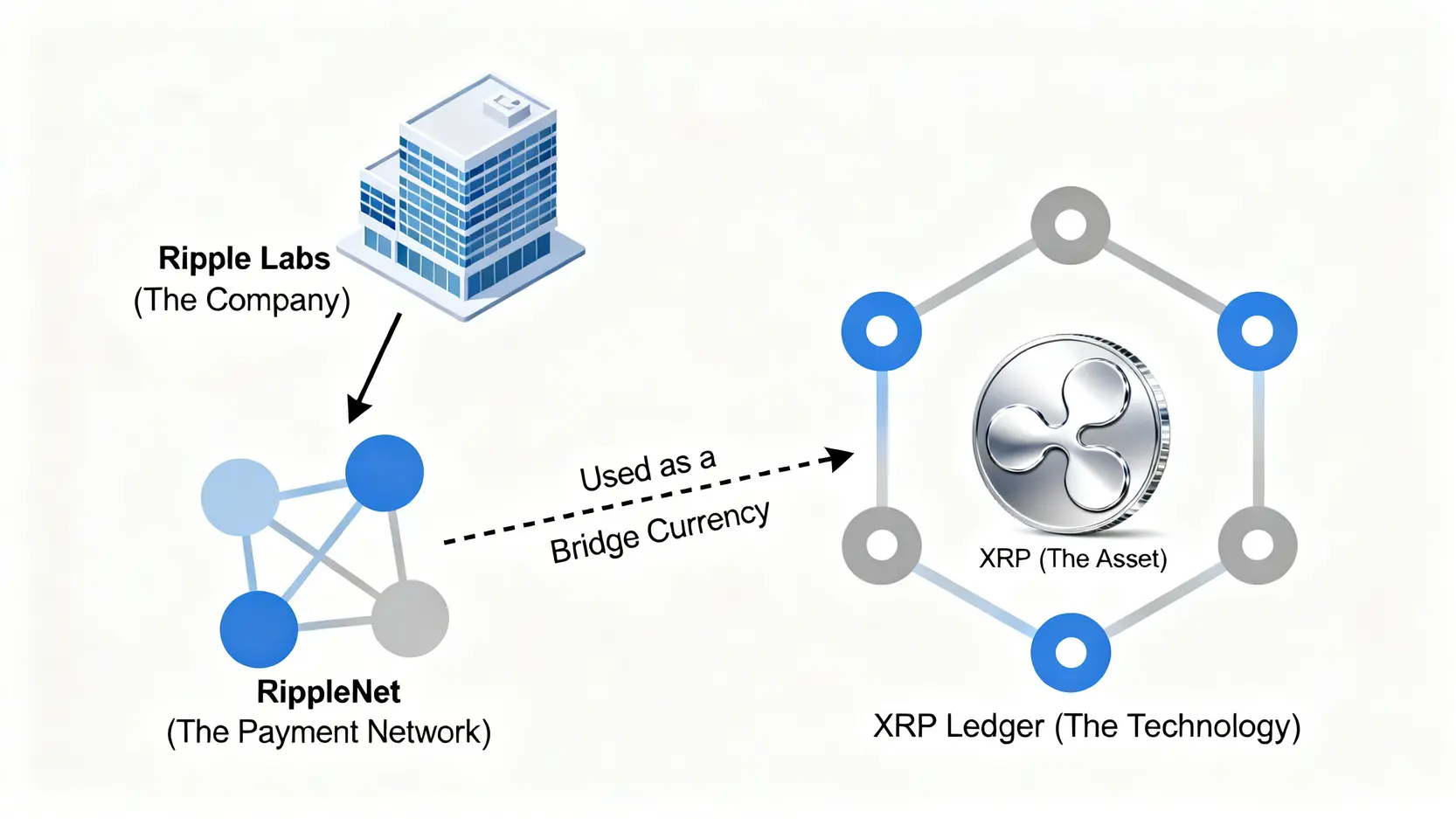 一张图解释 Ripple、XRP Ledger 和 XRP 之间的关系,显示 Ripple 公司开发了 RippleNet 网络,该网络使用 XRP Ledger 上的 XRP 作为桥梁货币。